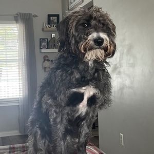 Meet your Posher, Crystal